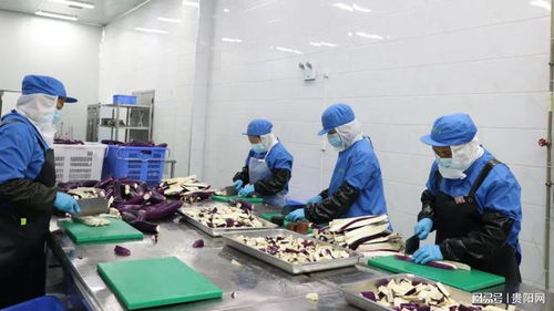 貴陽農產品物流園鮮凍蔬菜加工項目投產 提升產業鏈效率，助力鄉村振興